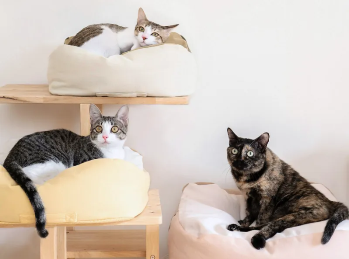 Cat supplies