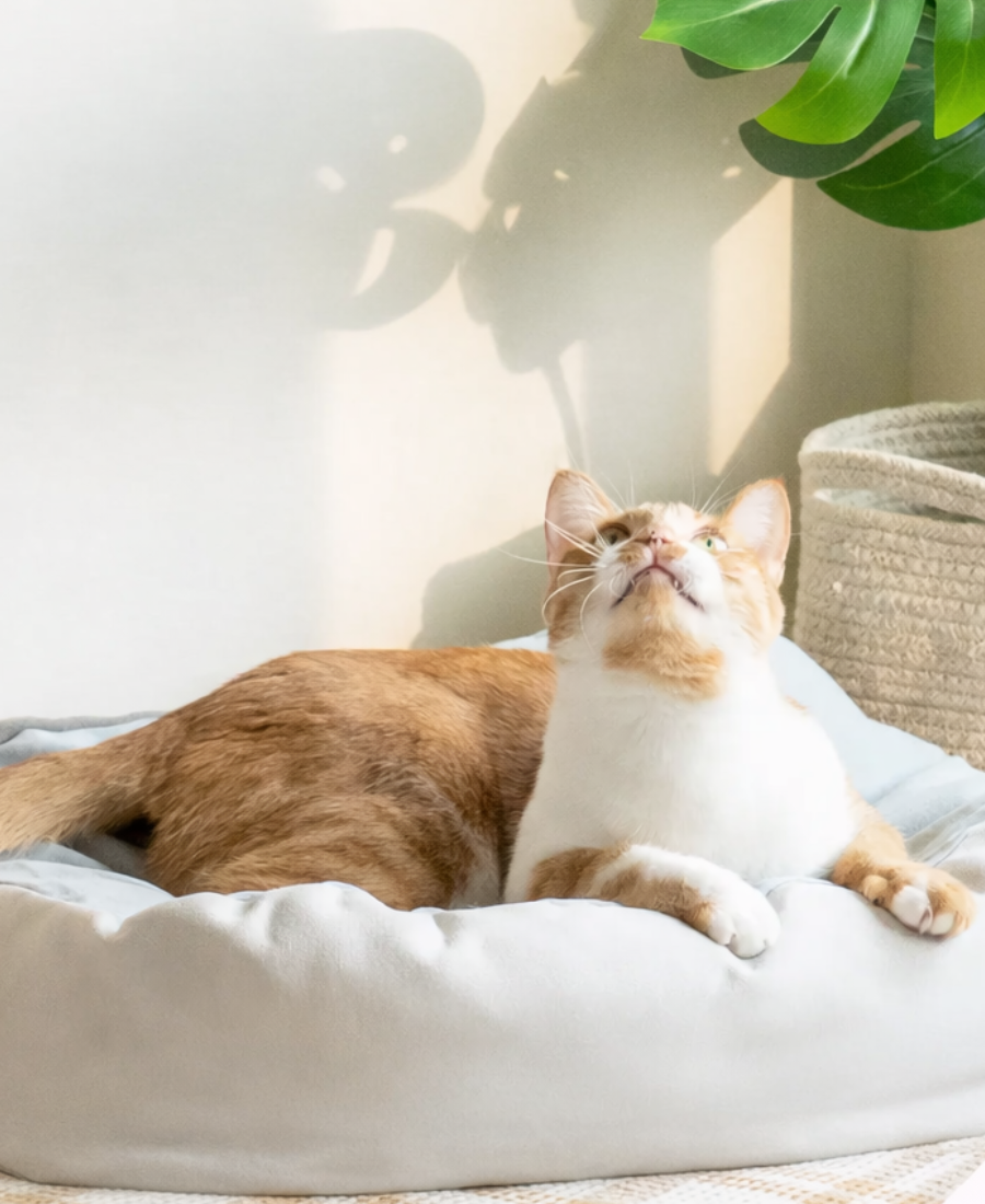 Furry Babies curated pet supplies